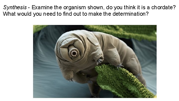 Synthesis - Examine the organism shown, do you think it is a chordate? What Synthesis - Examine the organism shown, do you think it is a chordate? What