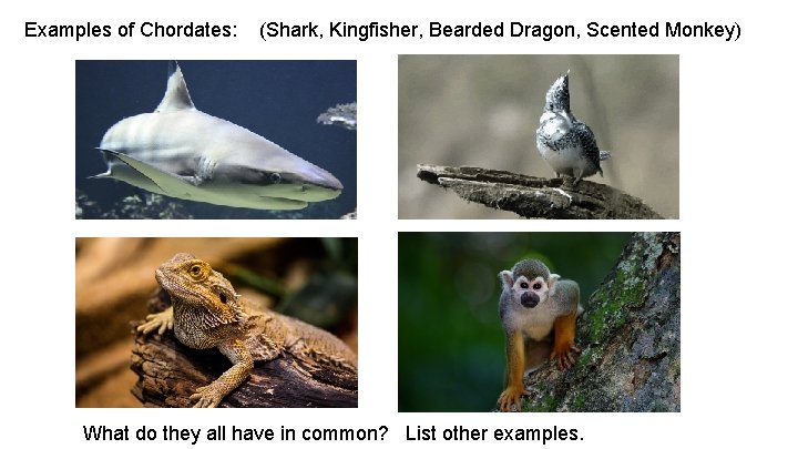 Examples of Chordates: (Shark, Kingfisher, Bearded Dragon, Scented Monkey) What do they all have