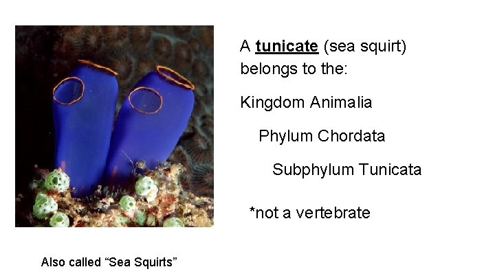 A tunicate (sea squirt) belongs to the: Kingdom Animalia Phylum Chordata Subphylum Tunicata *not A tunicate (sea squirt) belongs to the: Kingdom Animalia Phylum Chordata Subphylum Tunicata *not