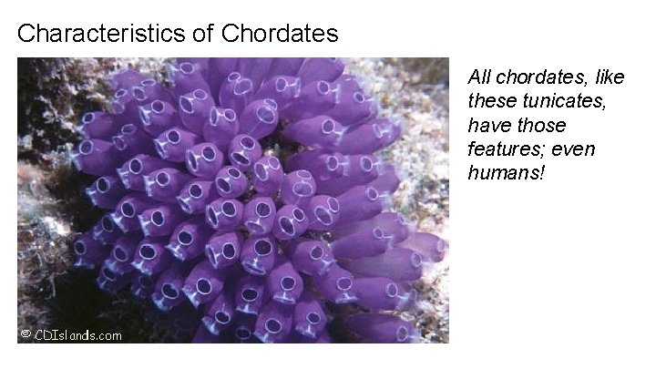Characteristics of Chordates All chordates, like these tunicates, have those features; even humans! Characteristics of Chordates All chordates, like these tunicates, have those features; even humans!
