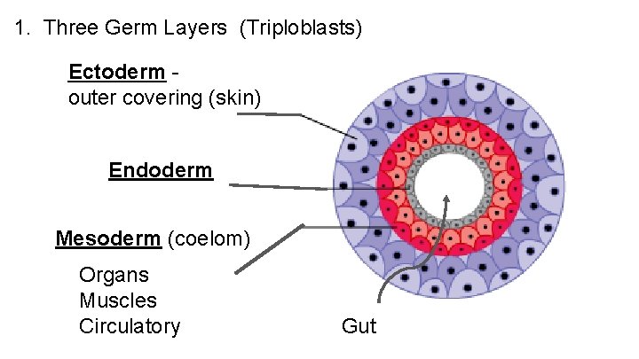 1. Three Germ Layers (Triploblasts) Ectoderm outer covering (skin) Endoderm Mesoderm (coelom) Organs Muscles