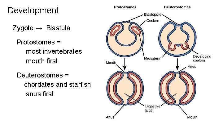Development Zygote → Blastula Protostomes = most invertebrates mouth first Deuterostomes = chordates and