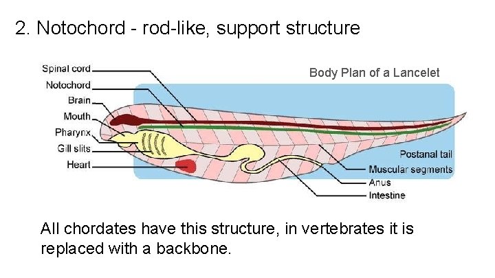 2. Notochord - rod-like, support structure Body Plan of a Lancelet All chordates have 2. Notochord - rod-like, support structure Body Plan of a Lancelet All chordates have