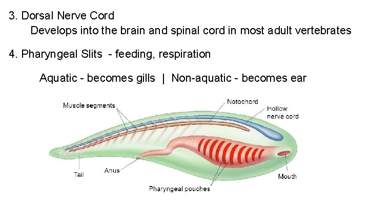 3. Dorsal Nerve Cord Develops into the brain and spinal cord in most adult