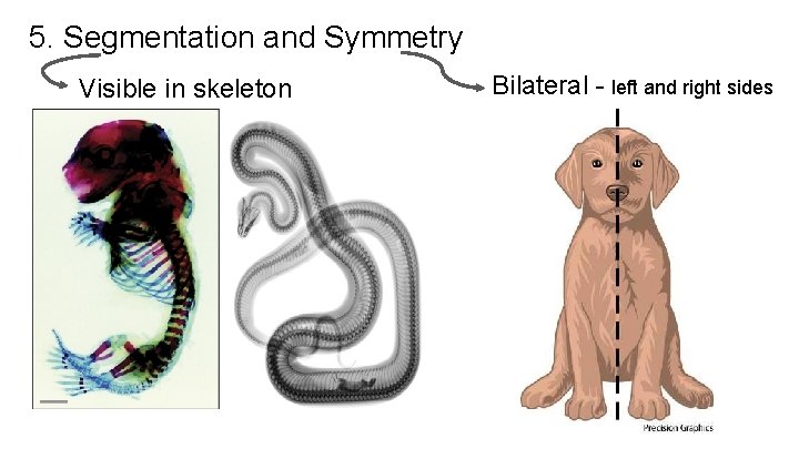 5. Segmentation and Symmetry Visible in skeleton Bilateral - left and right sides 5. Segmentation and Symmetry Visible in skeleton Bilateral - left and right sides