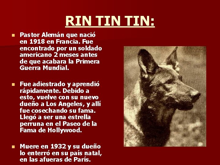 RIN TIN: n Pastor Alemán que nació en 1918 en Francia. Fue encontrado por