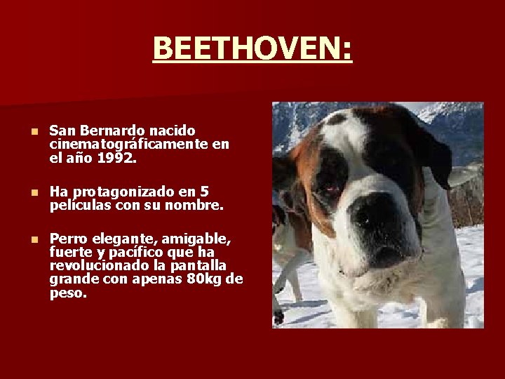 BEETHOVEN: n San Bernardo nacido cinematográficamente en el año 1992. n Ha protagonizado en