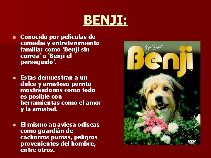 BENJI: n Conocido por películas de comedia y entretenimiento familiar como ‘Benji sin correa’