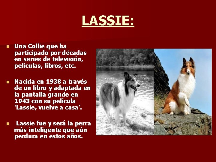 LASSIE: n Una Collie que ha participado por décadas en series de televisión, películas,