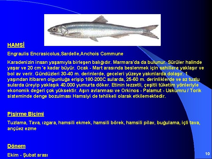 HAMSİ Engraulis Encrasicolus, Sardelle, Anchois Commune Karadenizin insan yaşamıyla birleşen balığıdır. Marmara’da da bulunur.