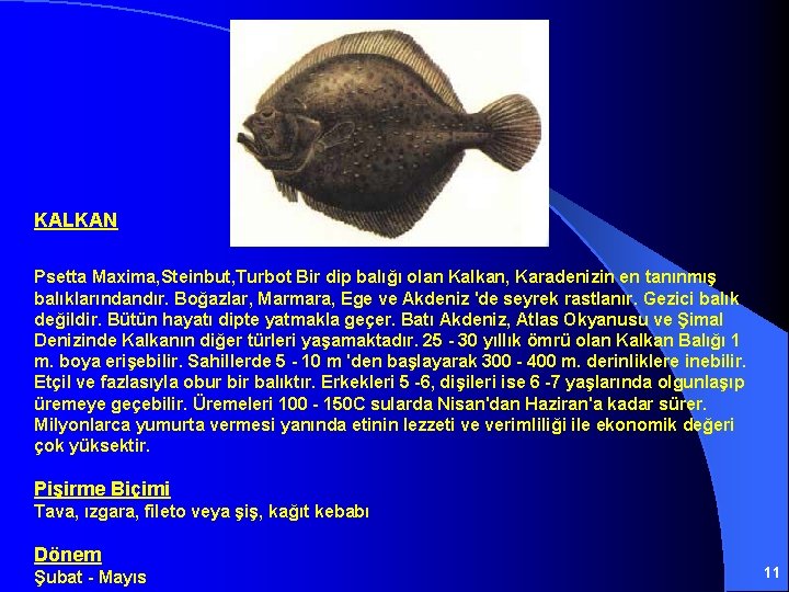 KALKAN Psetta Maxima, Steinbut, Turbot Bir dip balığı olan Kalkan, Karadenizin en tanınmış balıklarındandır.