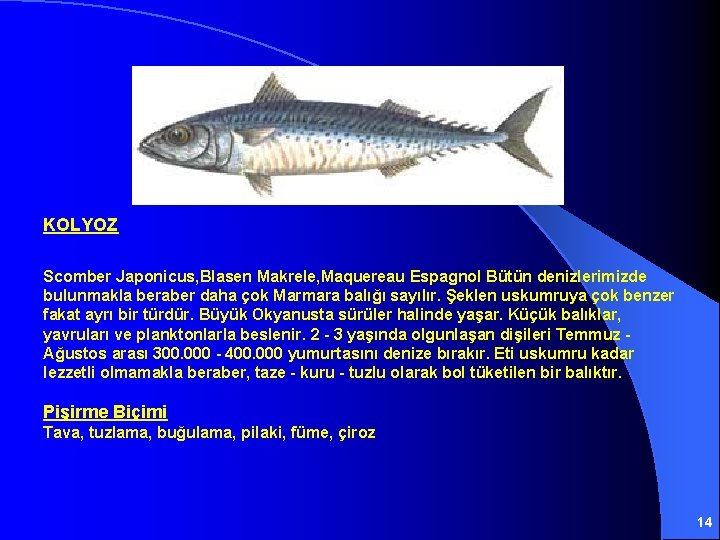 KOLYOZ Scomber Japonicus, Blasen Makrele, Maquereau Espagnol Bütün denizlerimizde bulunmakla beraber daha çok Marmara