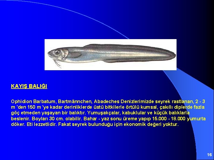 KAYIŞ BALIĞI Ophidion Barbatum, Bartmännchen, Abadeches Denizlerimizde seyrek rastlanan, 2 - 3 m 'den