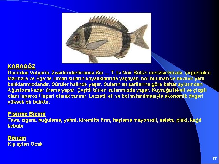 KARAGÖZ Diplodus Vulgaris, Zweibindenbrasse, Sar … T‚ te Noir Bütün denizlerimizde, çoğunlukla Marmara ve