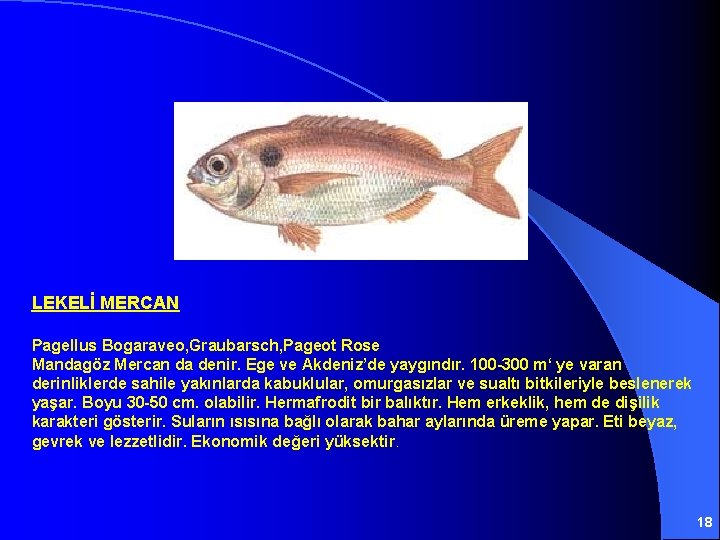 LEKELİ MERCAN Pagellus Bogaraveo, Graubarsch, Pageot Rose Mandagöz Mercan da denir. Ege ve Akdeniz’de