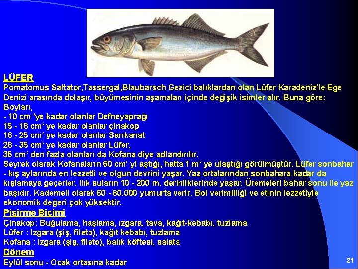 LÜFER Pomatomus Saltator, Tassergal, Blaubarsch Gezici balıklardan olan Lüfer Karadeniz'le Ege Denizi arasında dolaşır,