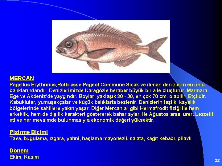 MERCAN Pagellus Erythrinus, Rotbrasse, Pageot Commune Sıcak ve ılıman denizlerin en ünlü balıklarındandır. Denizlerimizde