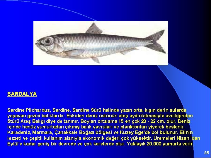 SARDALYA Sardine Pilchardus, Sardine Sürü halinde yazın orta, kışın derin sularda yaşayan gezici balıklardır.