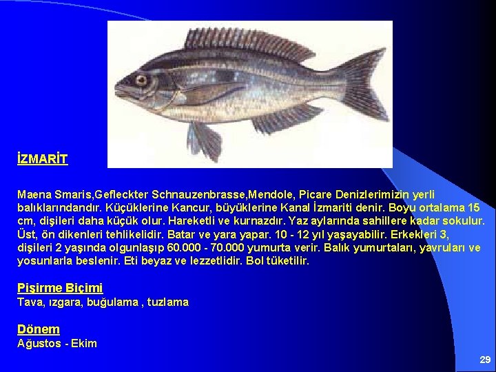 İZMARİT Maena Smaris, Gefleckter Schnauzenbrasse, Mendole, Picare Denizlerimizin yerli balıklarındandır. Küçüklerine Kancur, büyüklerine Kanal