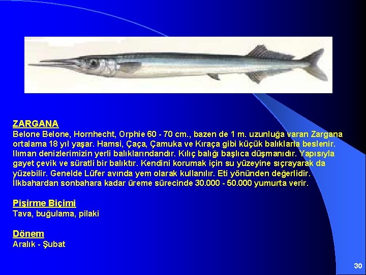 ZARGANA Belone, Hornhecht, Orphie 60 - 70 cm. , bazen de 1 m. uzunluğa