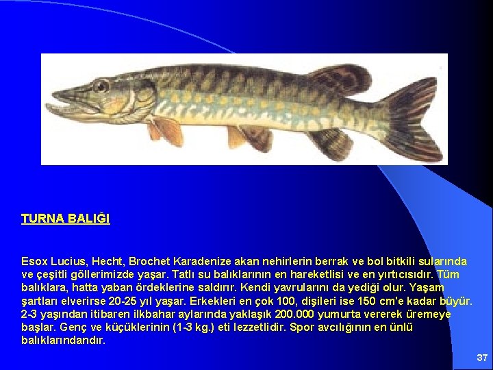 TURNA BALIĞI Esox Lucius, Hecht, Brochet Karadenize akan nehirlerin berrak ve bol bitkili sularında