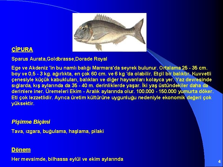 ÇİPURA Sparus Aurata, Goldbrasse, Dorade Royal Ege ve Akdeniz 'in bu namlı balığı Marmara'da