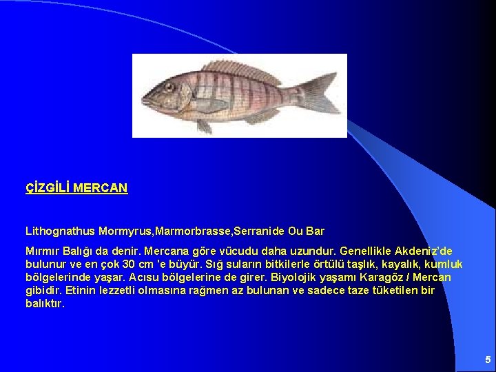 ÇİZGİLİ MERCAN Lithognathus Mormyrus, Marmorbrasse, Serranide Ou Bar Mırmır Balığı da denir. Mercana göre