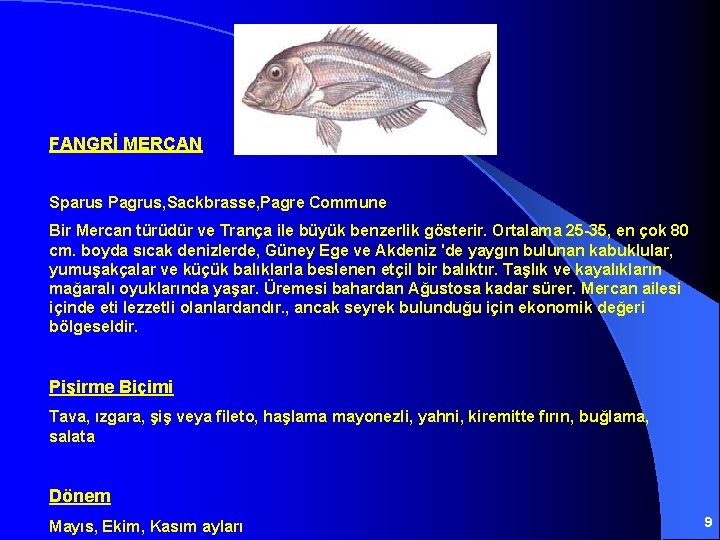FANGRİ MERCAN Sparus Pagrus, Sackbrasse, Pagre Commune Bir Mercan türüdür ve Trança ile büyük