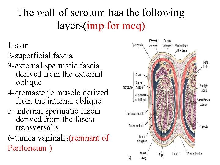 The wall of scrotum has the following layers(imp for mcq) 1 -skin 2 -superficial