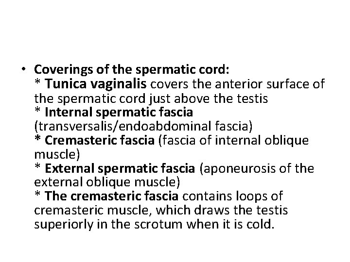  • Coverings of the spermatic cord: * Tunica vaginalis covers the anterior surface