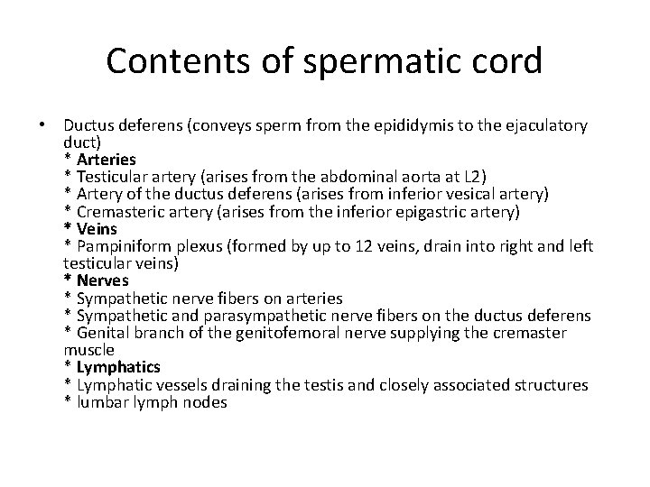 Contents of spermatic cord • Ductus deferens (conveys sperm from the epididymis to the