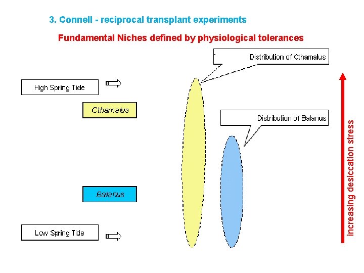 3. Connell - reciprocal transplant experiments Fundamental Niches defined by physiological tolerances ): increasing