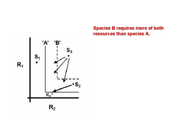 Species B requires more of both resources than species A. 