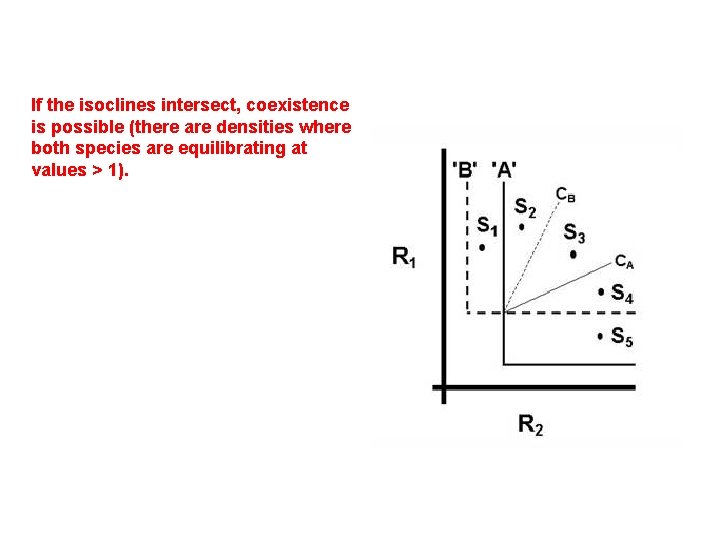  If the isoclines intersect, coexistence is possible (there are densities where both species