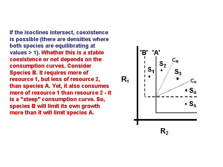  If the isoclines intersect, coexistence is possible (there are densities where both species