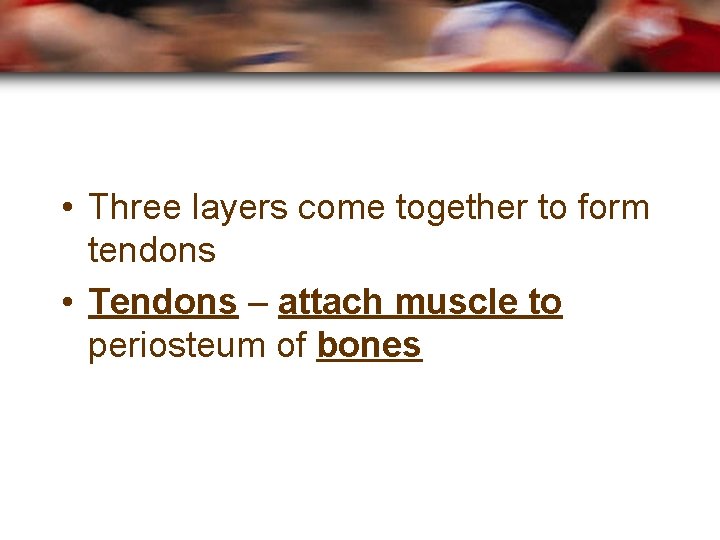  • Three layers come together to form tendons • Tendons – attach muscle