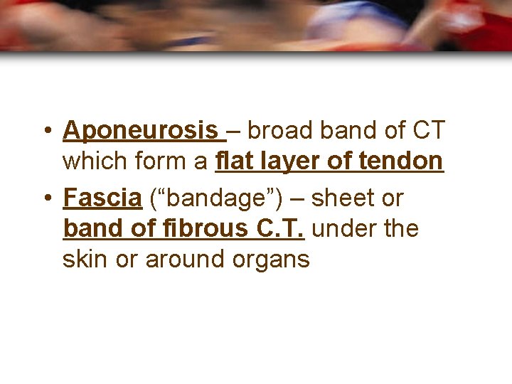  • Aponeurosis – broad band of CT which form a flat layer of