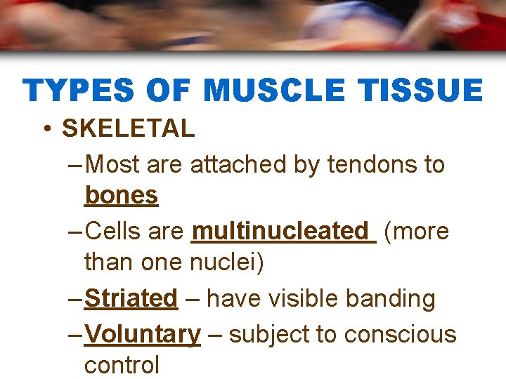 TYPES OF MUSCLE TISSUE • SKELETAL – Most are attached by tendons to bones