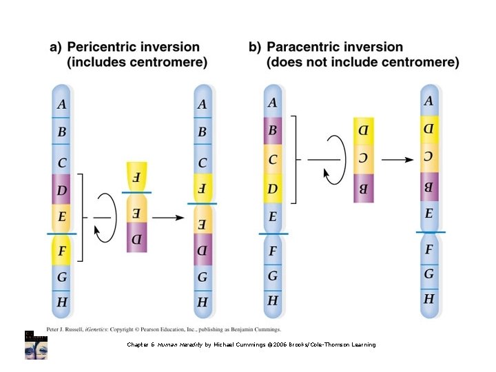 Chapter 6 Human Heredity by Michael Cummings © 2006 Brooks/Cole-Thomson Learning 