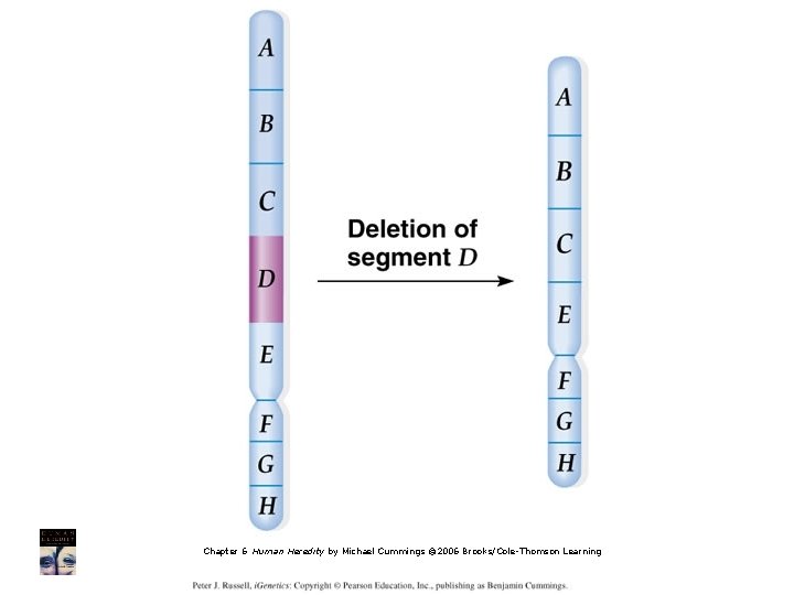 Chapter 6 Human Heredity by Michael Cummings © 2006 Brooks/Cole-Thomson Learning 
