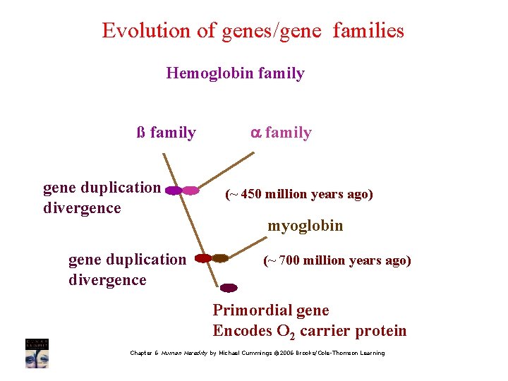Evolution of genes/gene families Hemoglobin family ß family gene duplication divergence a family (~
