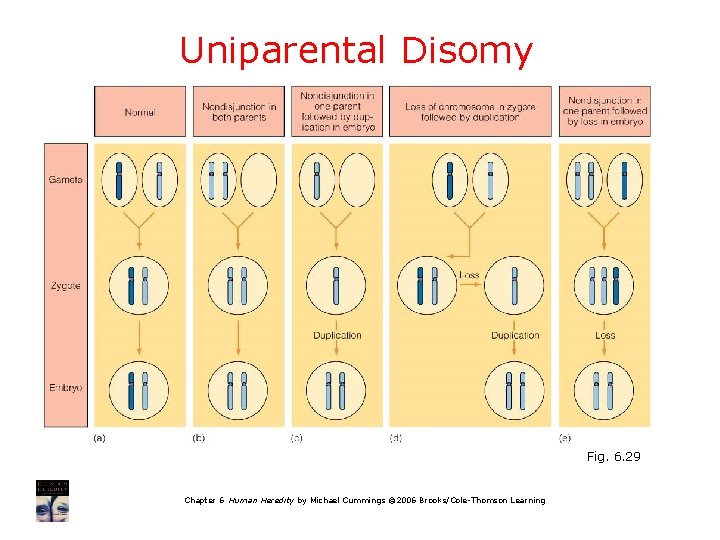 Uniparental Disomy Fig. 6. 29 Chapter 6 Human Heredity by Michael Cummings © 2006