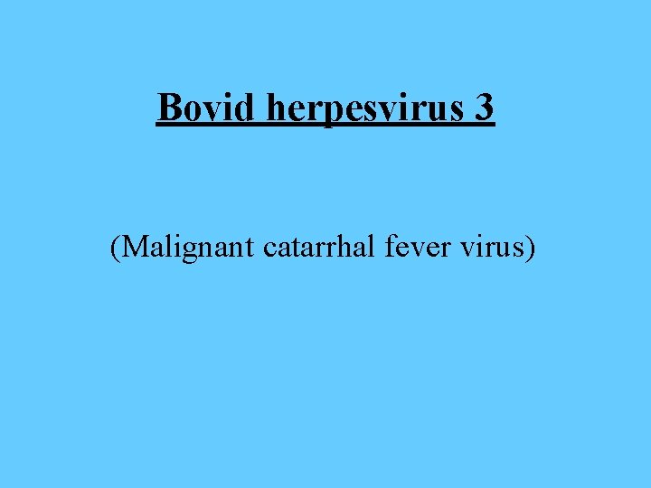 Bovid herpesvirus 3 (Malignant catarrhal fever virus) 