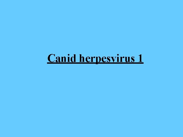 Canid herpesvirus 1 