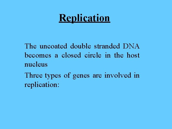 Replication The uncoated double stranded DNA becomes a closed circle in the host nucleus