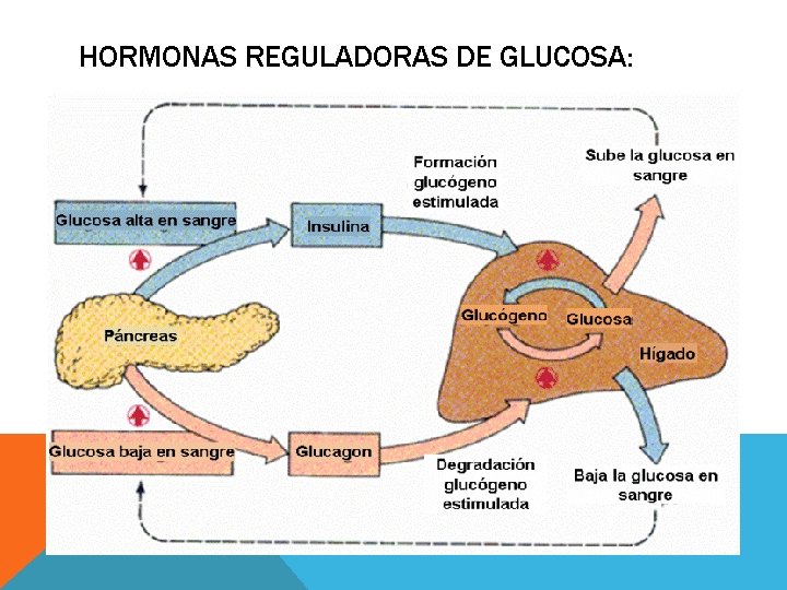 HORMONAS REGULADORAS DE GLUCOSA: 