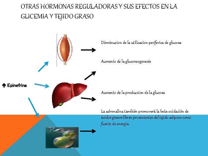 OTRAS HORMONAS REGULADORAS Y SUS EFECTOS EN LA GLICEMIA Y TEJIDO GRASO Disminucion de
