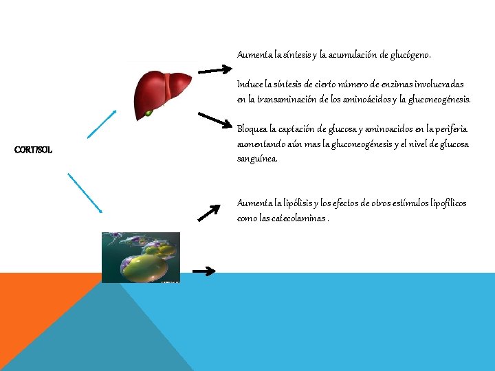 Aumenta la síntesis y la acumulación de glucógeno. Induce la síntesis de cierto número