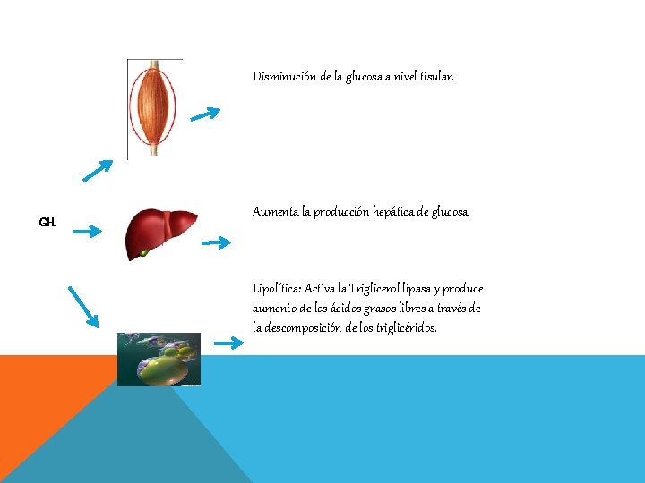 Disminución de la glucosa a nivel tisular. GH Aumenta la producción hepática de glucosa