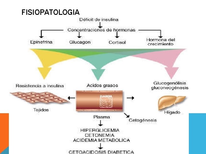 FISIOPATOLOGIA 